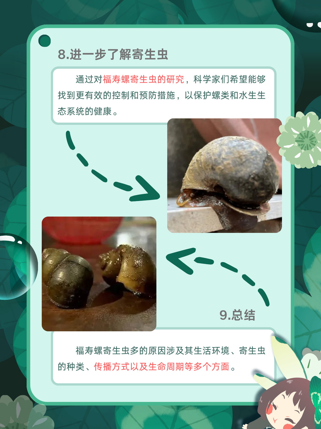 福寿螺为什么寄生虫多  大家好!