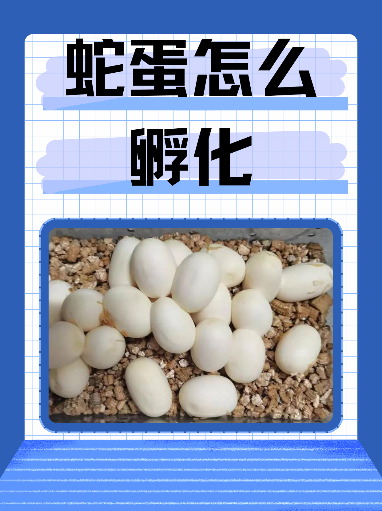 蛇蛋怎么孵化  孵化蛇蛋需要细致的准备和耐心.
