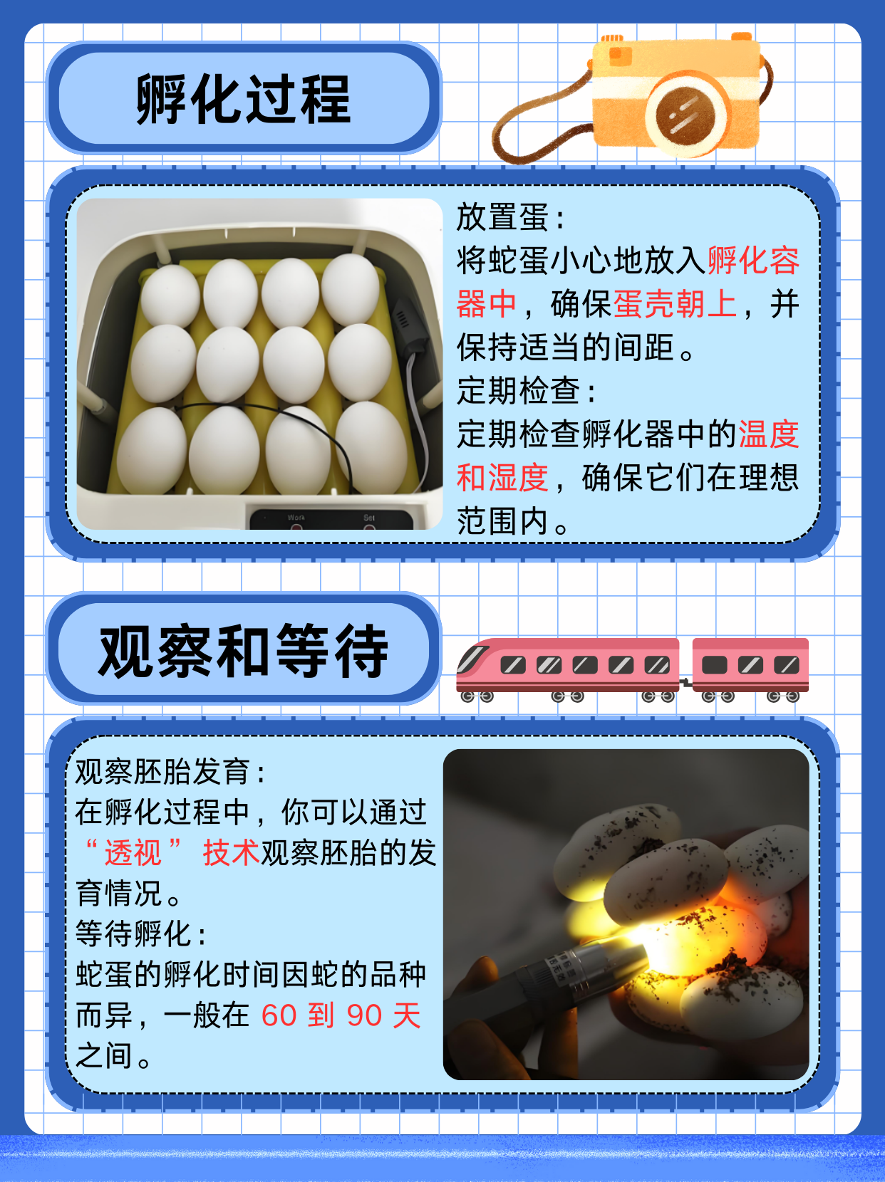 湿度,准备适当的孵化环境,并密切观察孵化过程,你可以提高蛇蛋孵化的