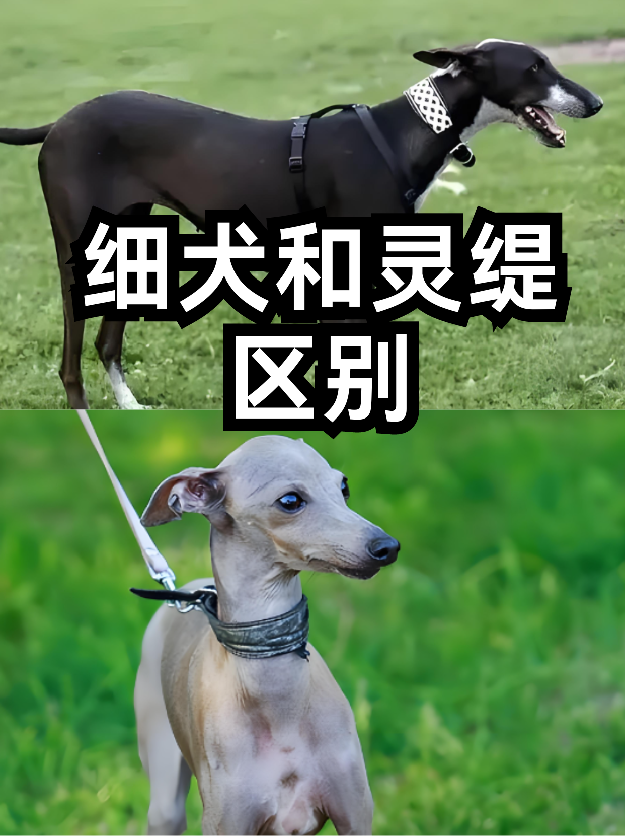 灵提犬与细犬图片