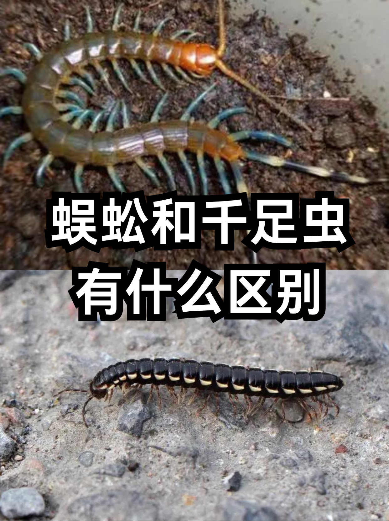 蜈蚣和千足虫有什么区别