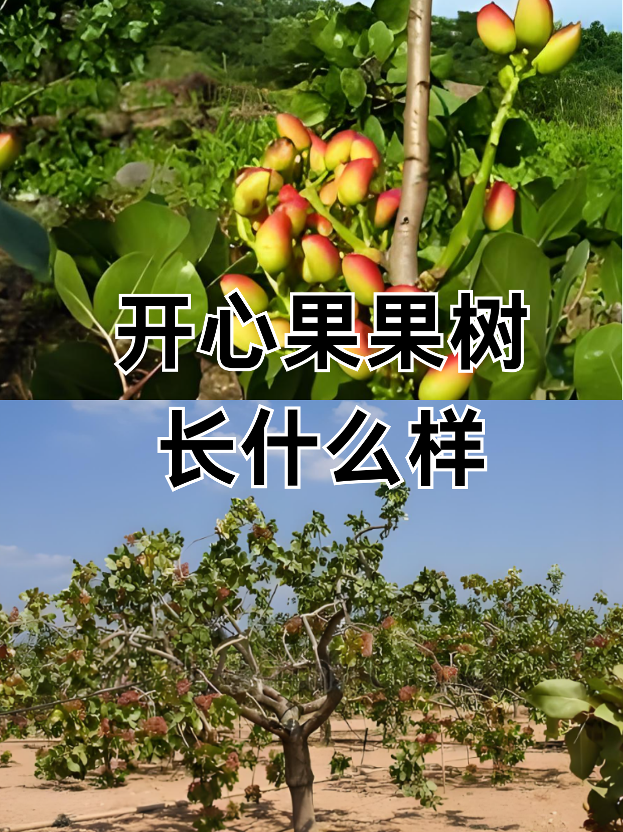 开心果生长过程图片