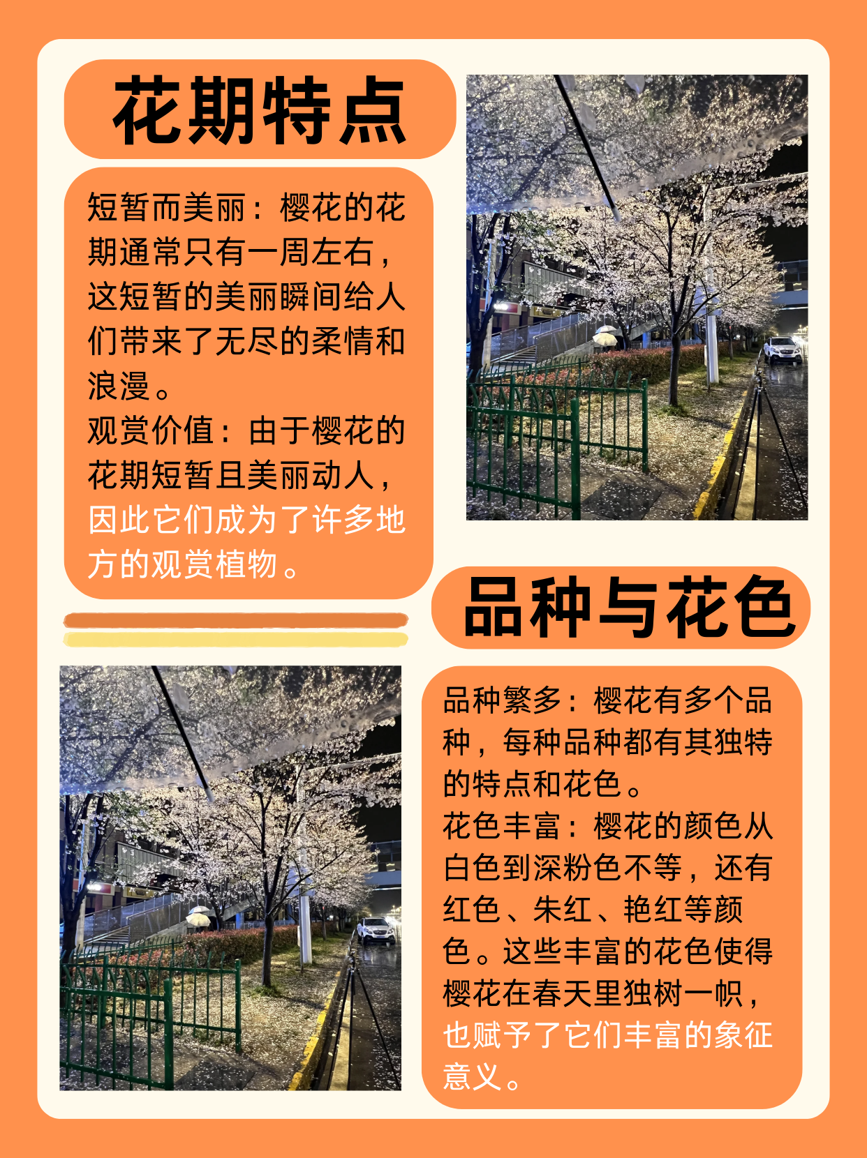 樱花特点  樱花