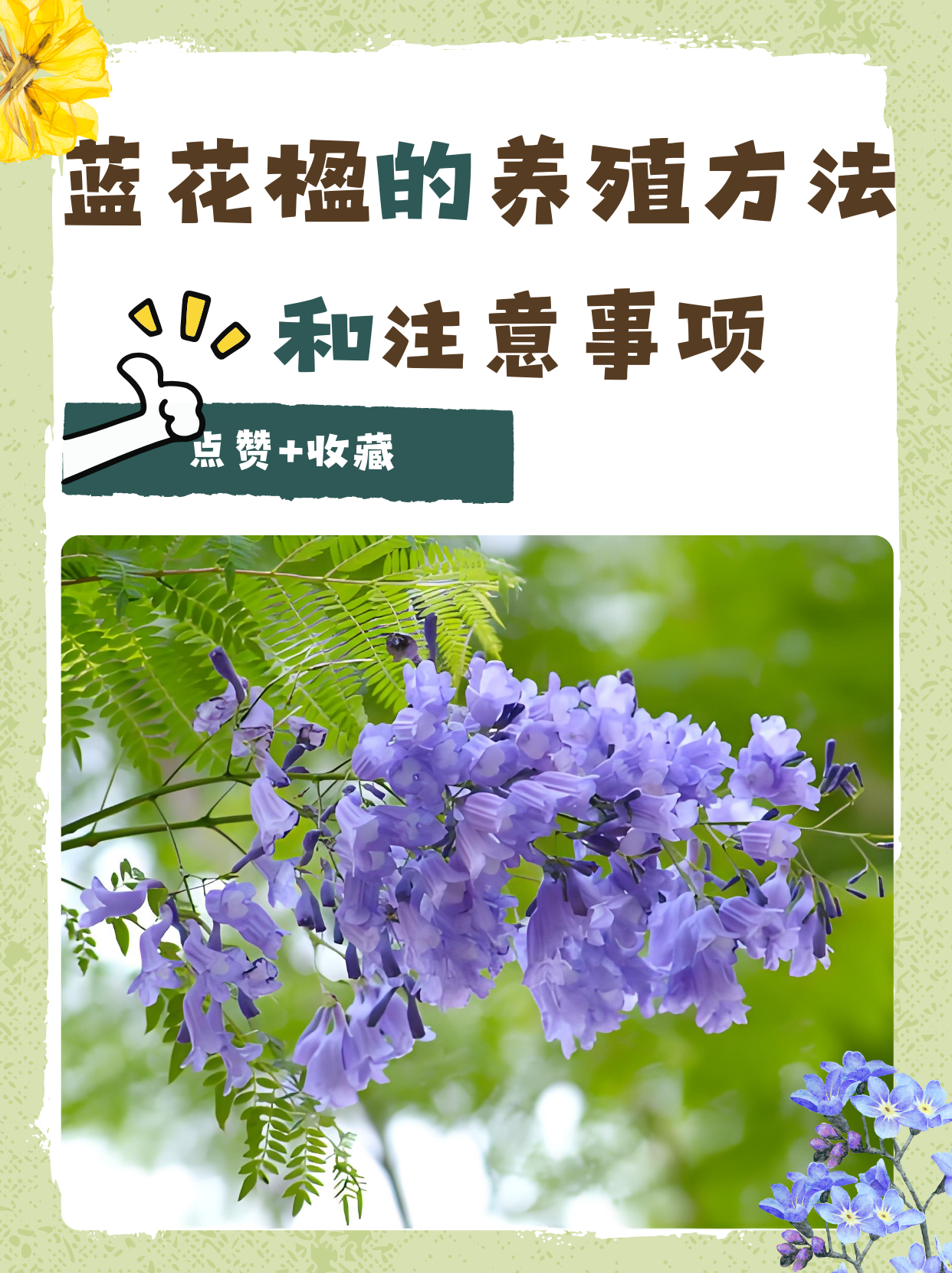 蓝花楹的养殖方法和注意事项
