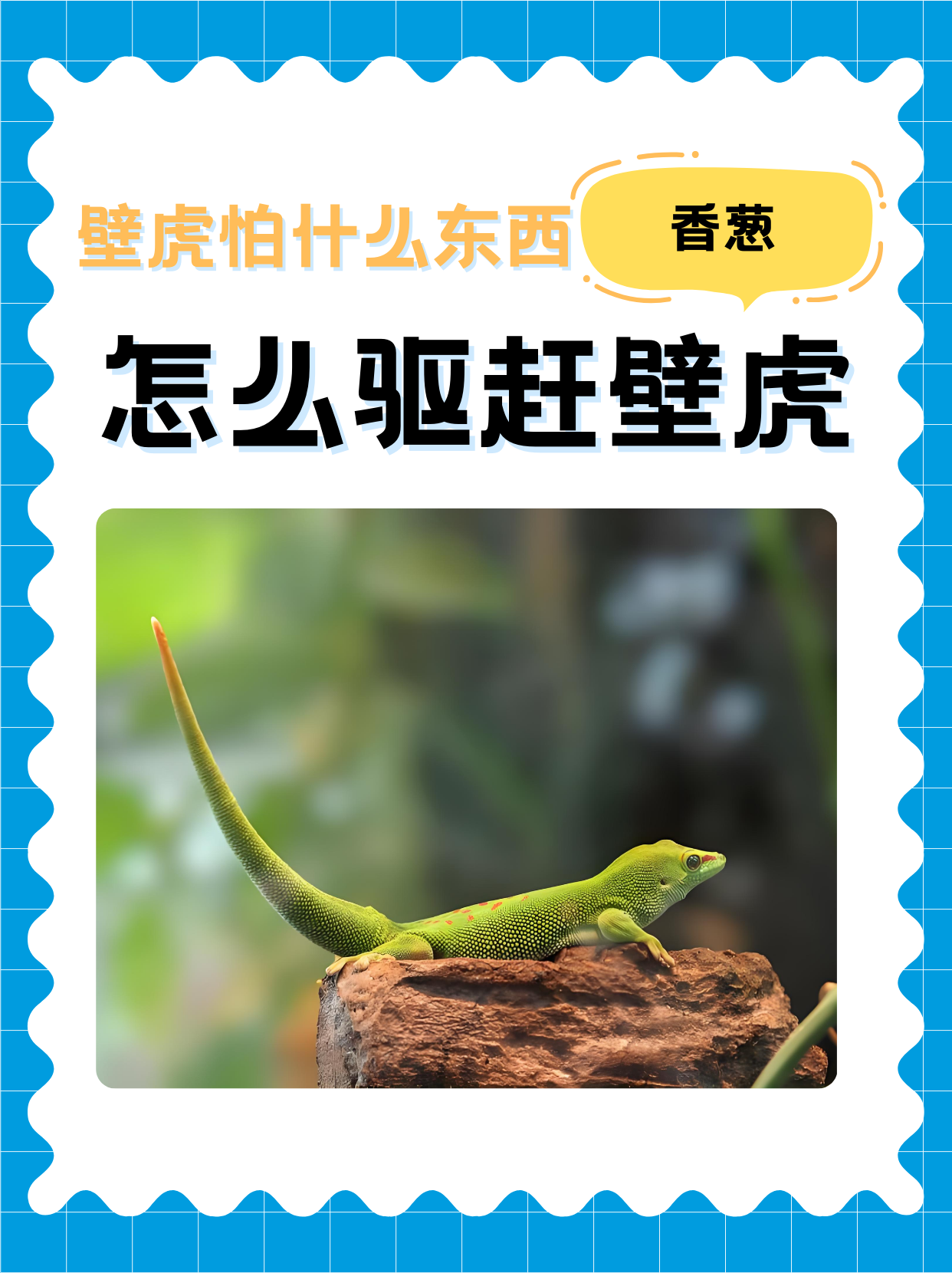 为什么壁虎能在墙上爬 为什么壁虎能在墙上爬