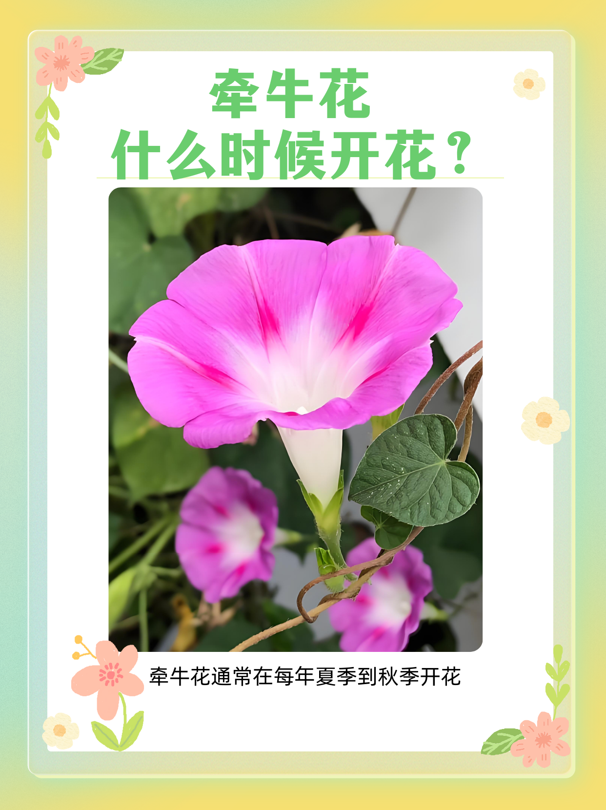 牵牛花通常在每年的夏季到秋季开花,具体时间因