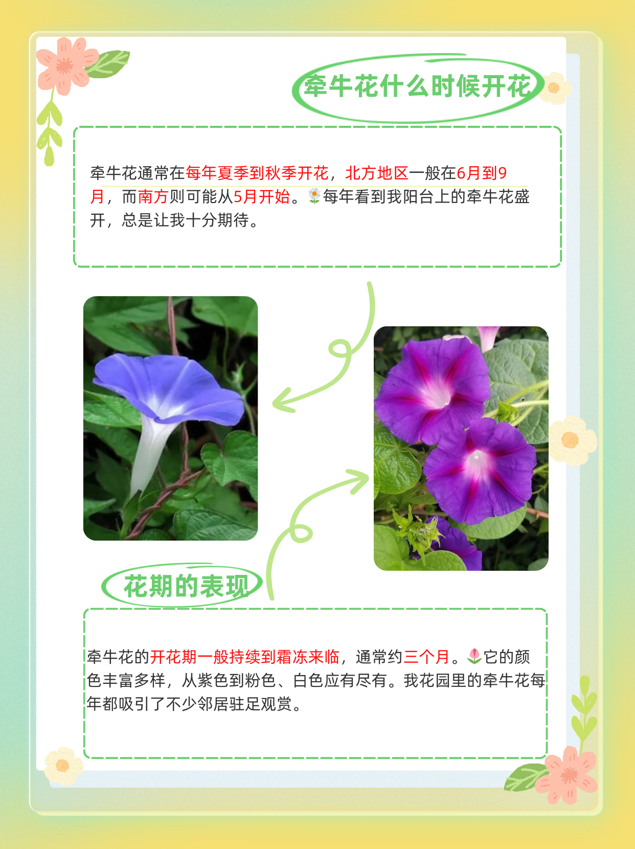 牵牛花通常在每年的夏季到秋季开花,具体时间因