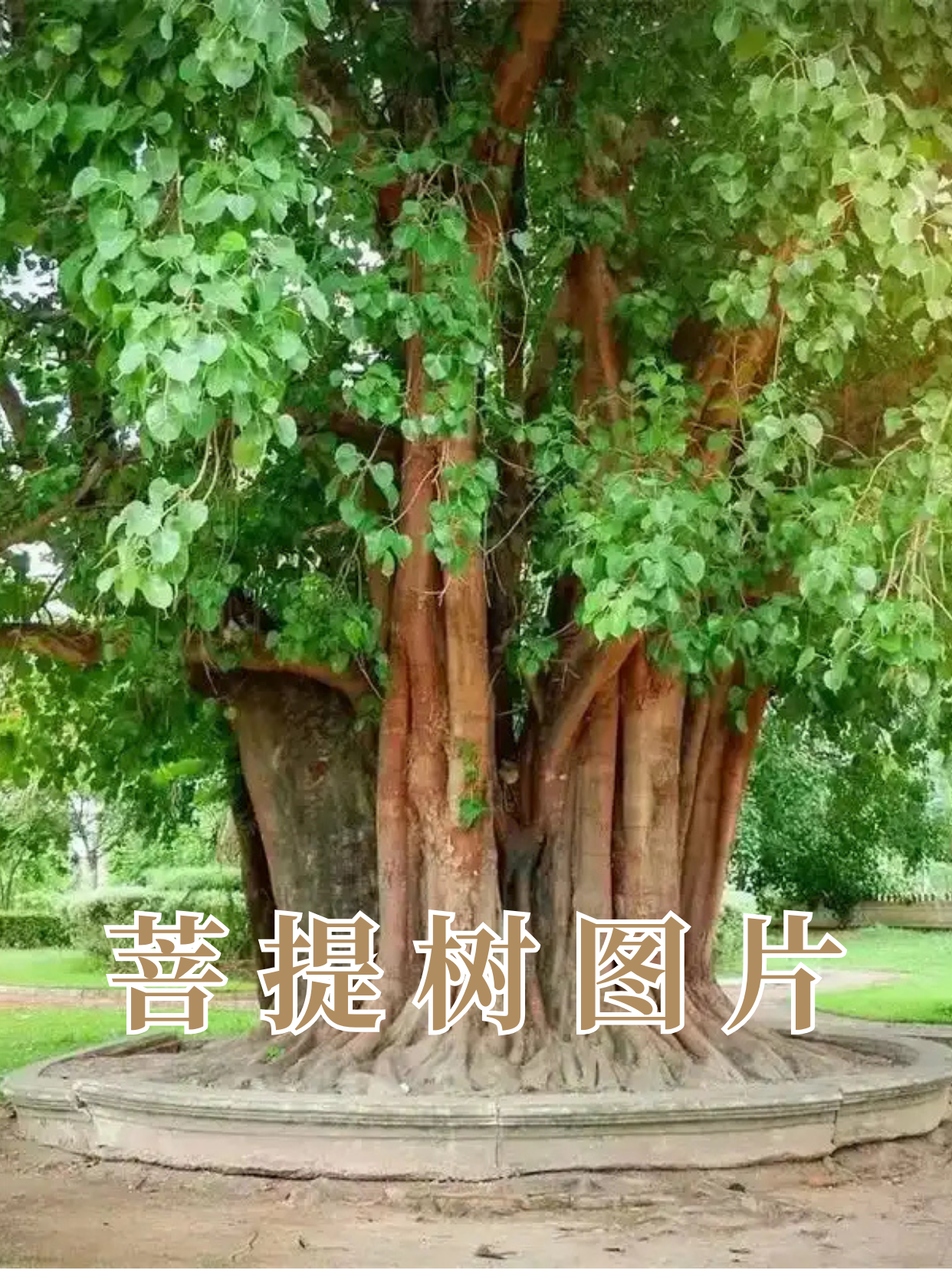 宝子们,今天我要带大家走进菩提树的神秘世界,来一场视觉