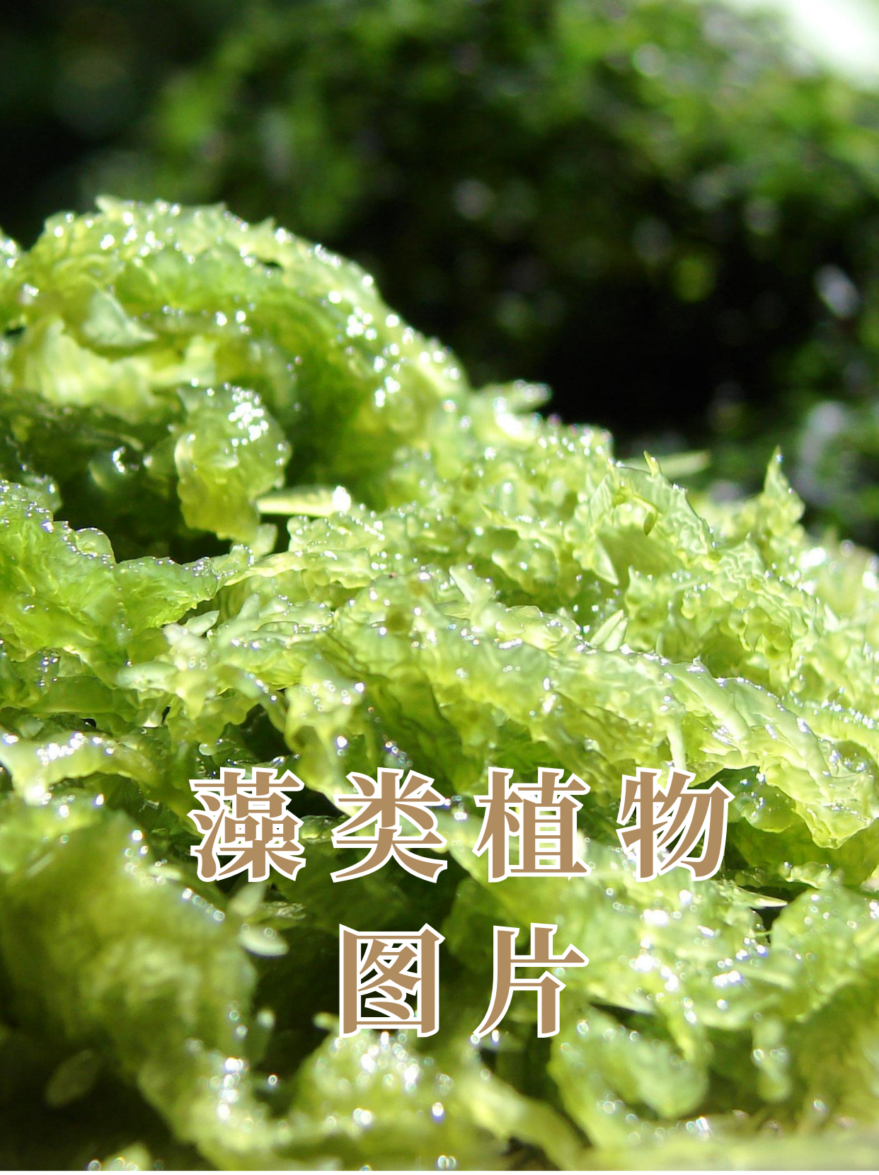 藻类植物 生物圈图片