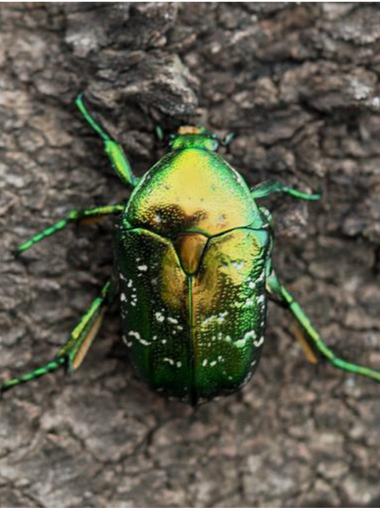 宝子们,今天我要带大家走进一个五彩斑斓,充满童趣的昆虫