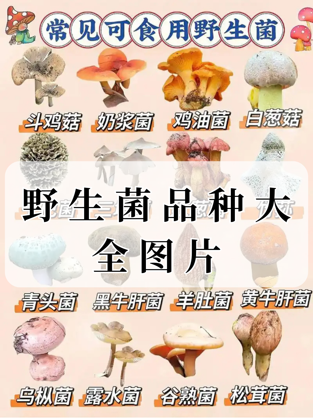 宝子们,我不允许还有人没看过这套野生菌品种