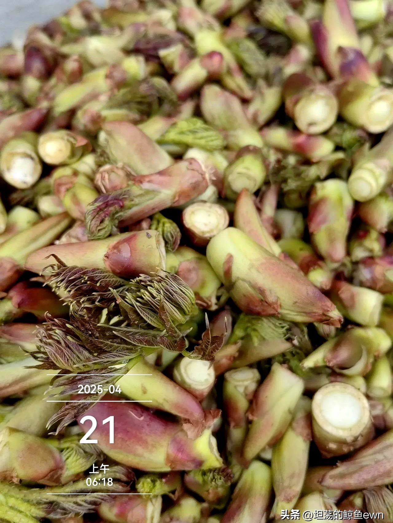 一位大哥在卖这种娇嫩无比的小野菜说是刺嫩芽