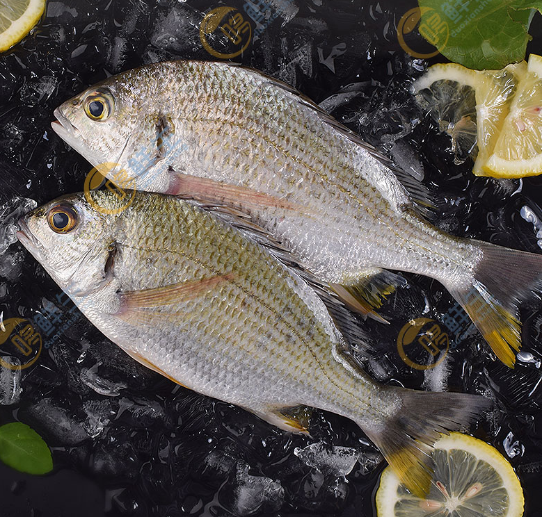 黄脚立鱼,学名黄鳍鲷(sparus latus),是一种海产暖水性浅海底层近岸