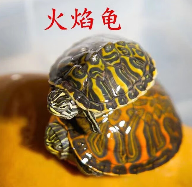 火焰龟是一种水栖龟类,它们适应性较强,可以干养也可以水养