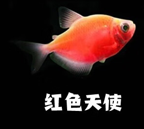 天使鱼适应性较强,能接受较广的温度范围