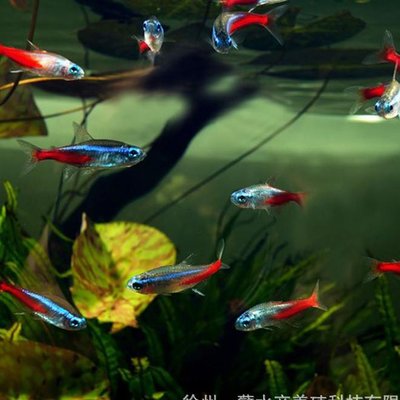 是一种对水温要求较高的热带鱼类,它们喜欢稳定且