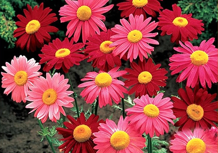 除虫菊几月份播种?