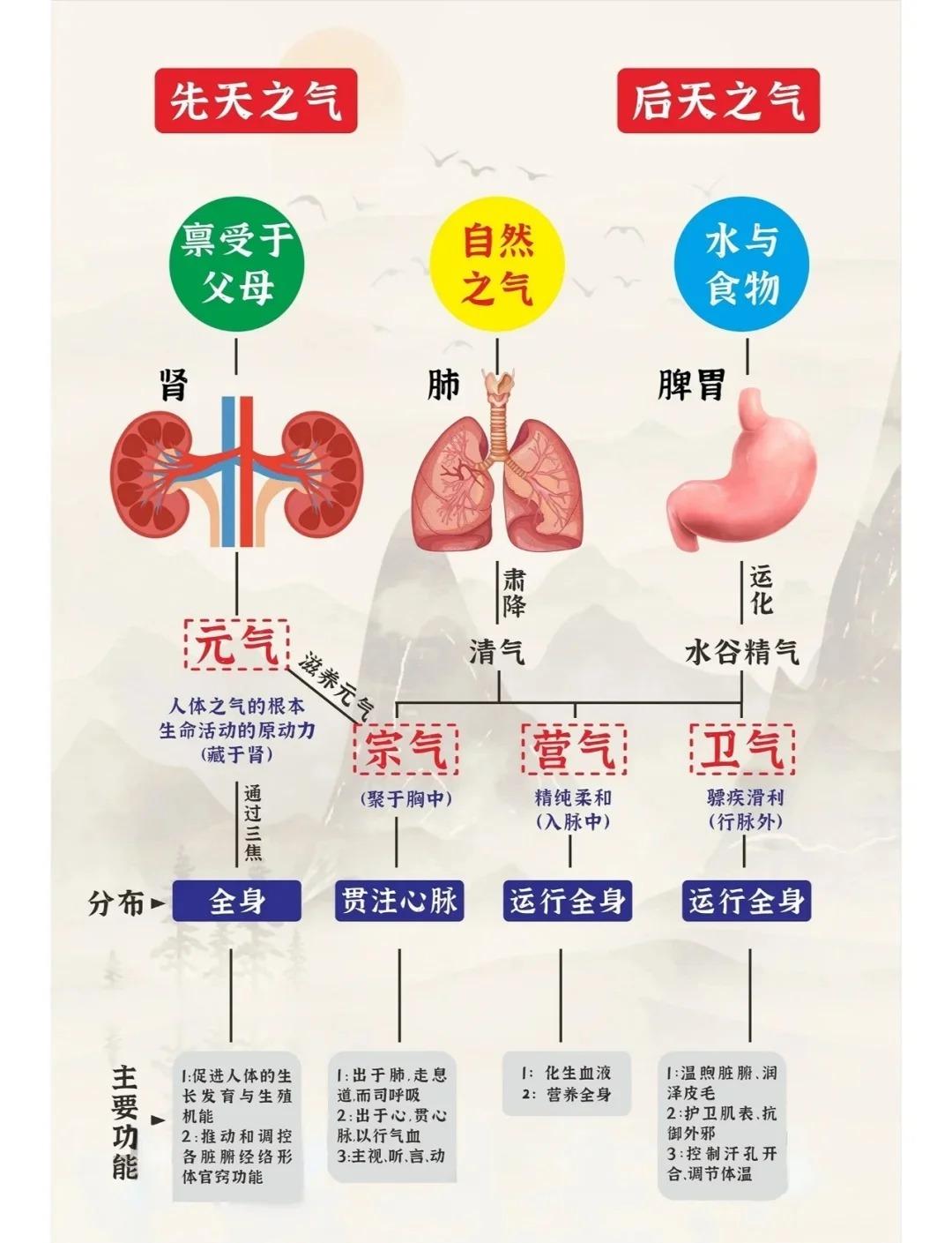 中医中的气十分重要,在我们的身体中有着关键的作用,崔医生一次讲清!