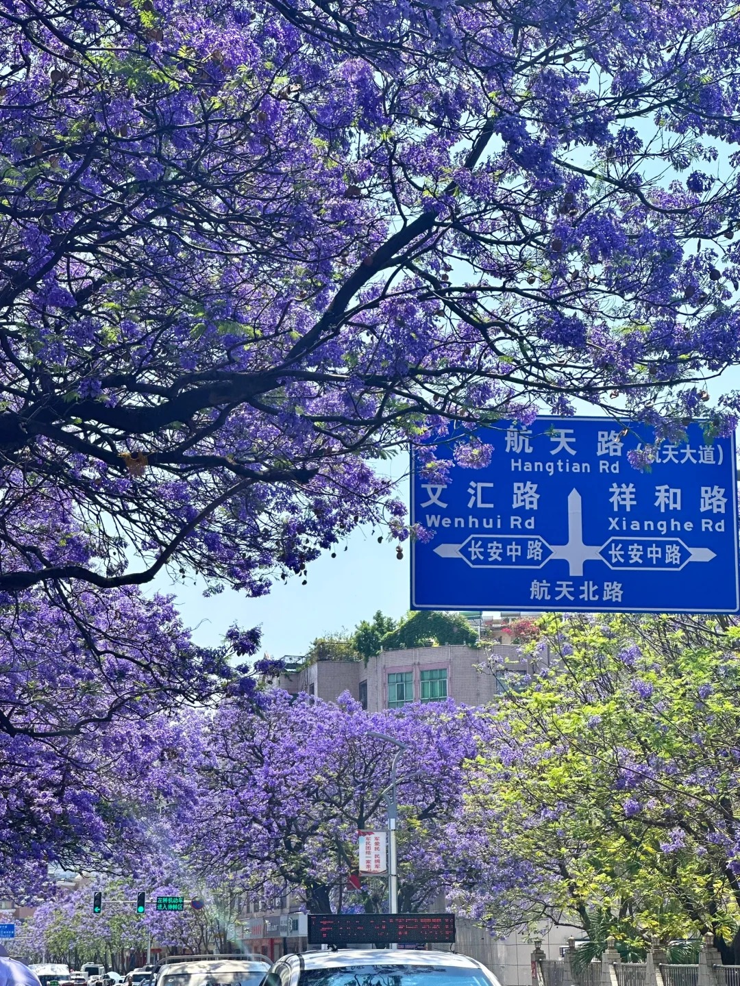 我们自驾游来到了西昌奔着蓝花楹来的到的时候被美的震惊紫色的