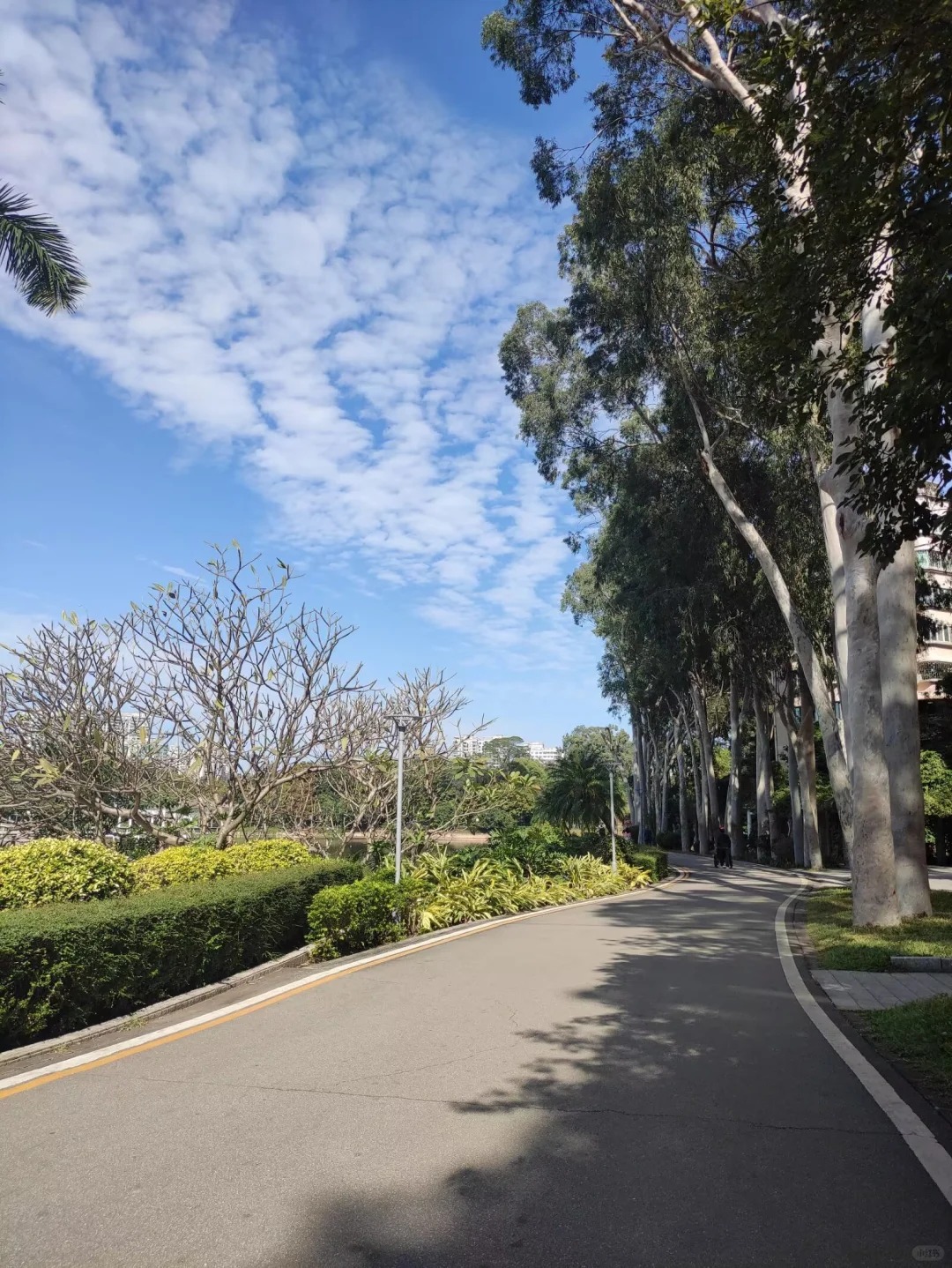 公园里的步道设计得太人性化了走多久都不会累而且沿途的景观一直在