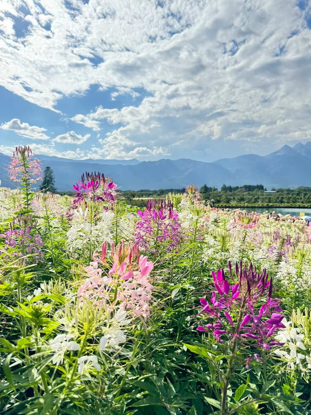 搜 听花骨呕ê＠鼋ê 马里冷旧风景区开满鲜花高清图曲古花海
