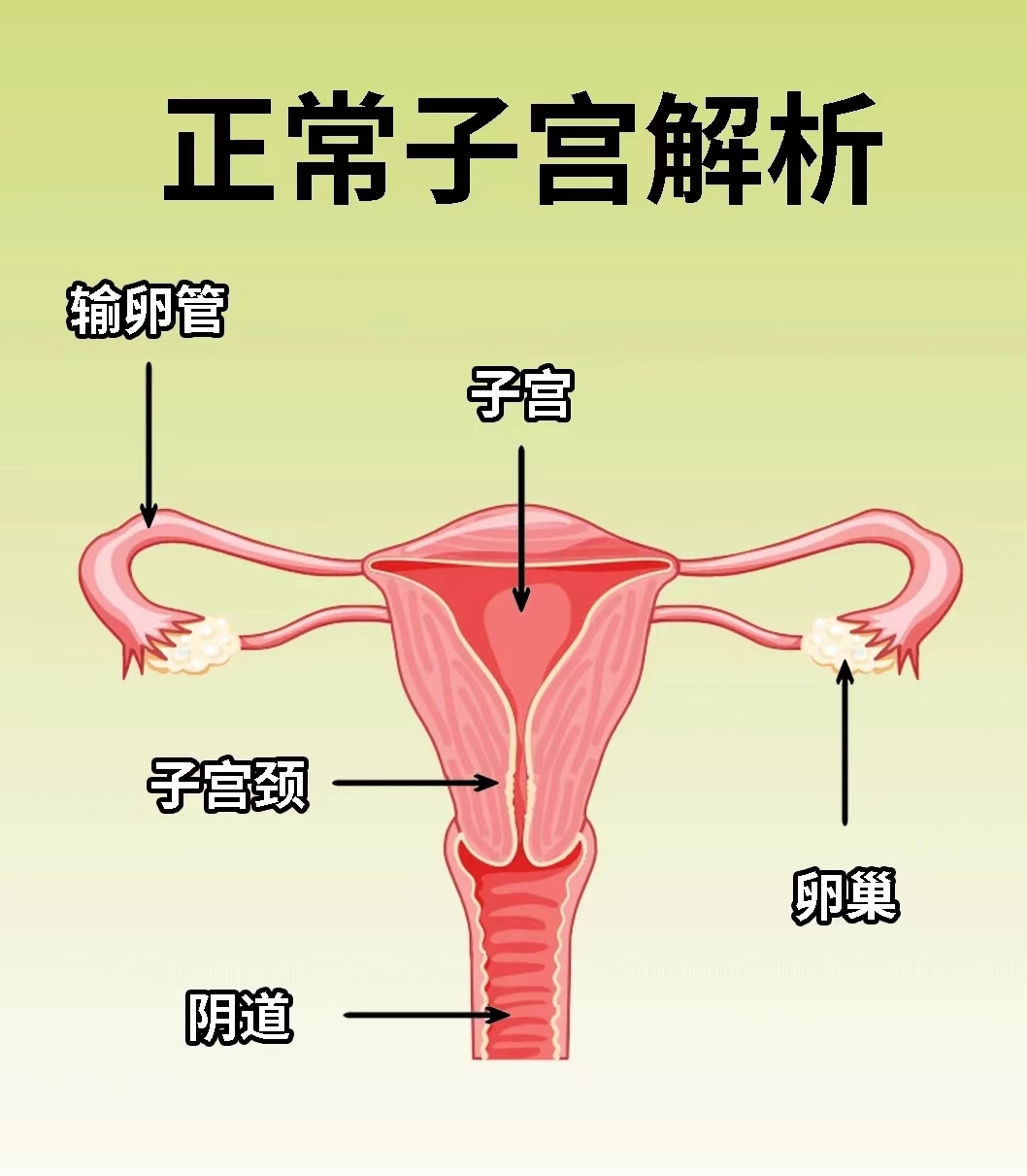 女性性腺位置图图片