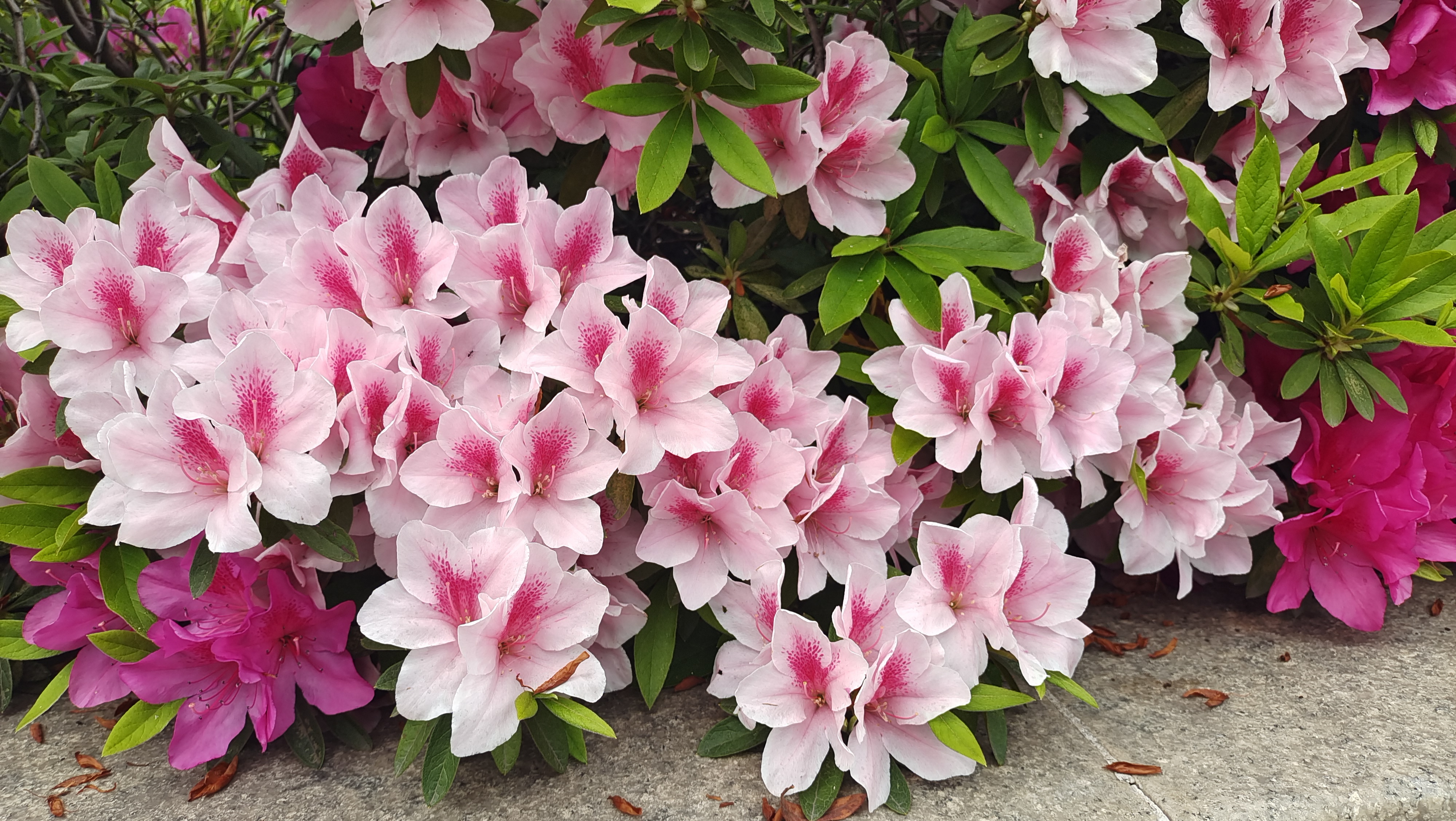 这种粉色的杜鹃花真的好美,就是不知道是什么品种!