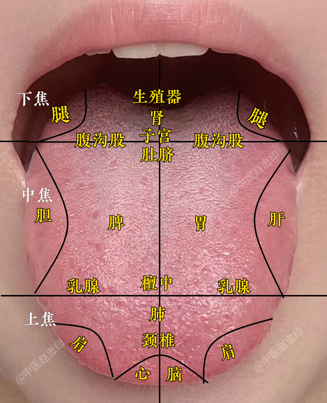 易喘息,语声低微,易疲劳舌尖有红点是心火还是肝火舌上脊椎反射区图