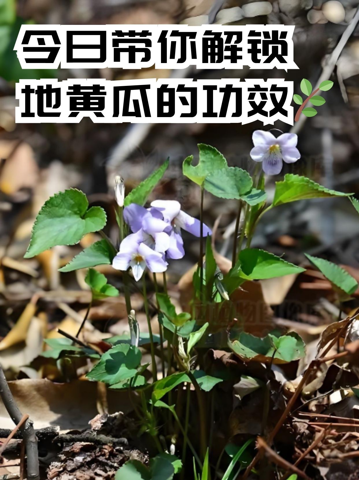 而是拥有着自嫉黄瓜的功效地黄瓜肾气草的功效与图片地黄瓜草药的