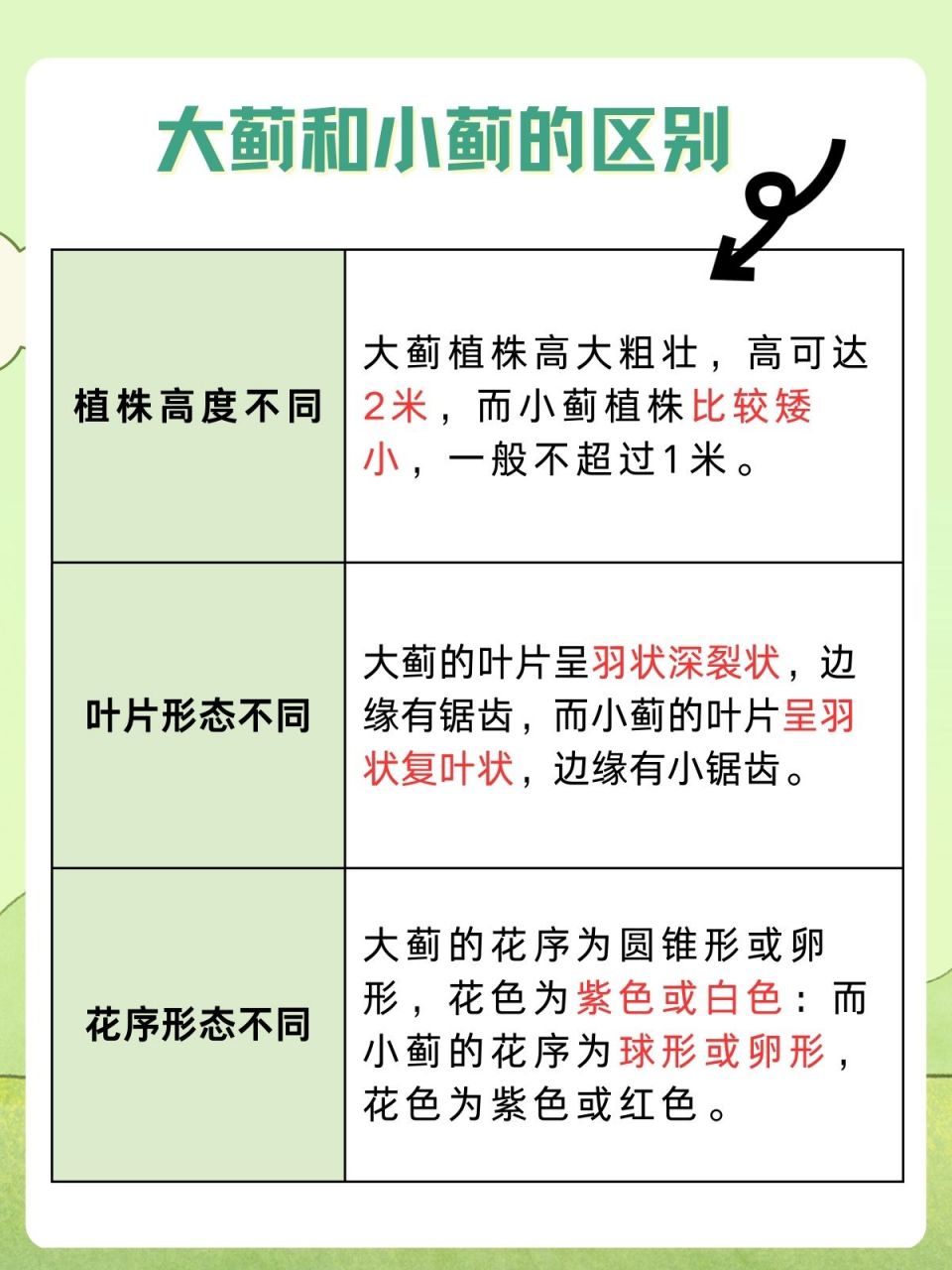 大蓟的功效与作用有毒图片