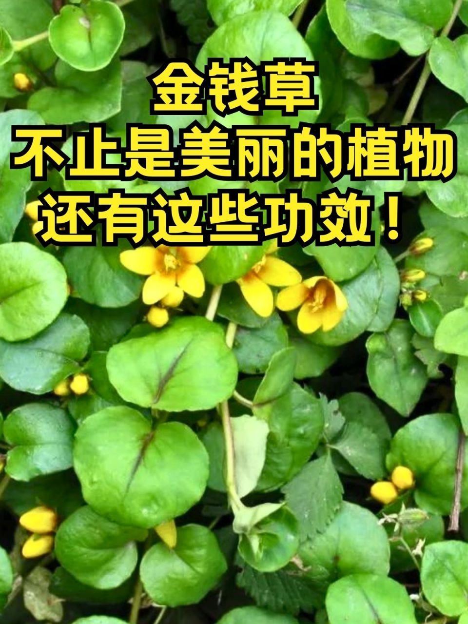 金钱草:不止是美丽的植物,还有这些功效!