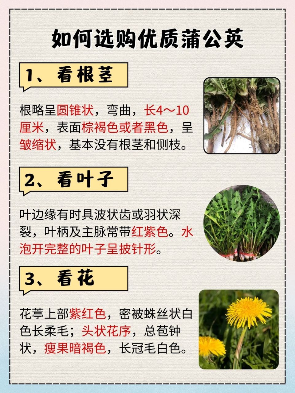 99清热解毒99 蒲公英,性寒味苦甘,第一个