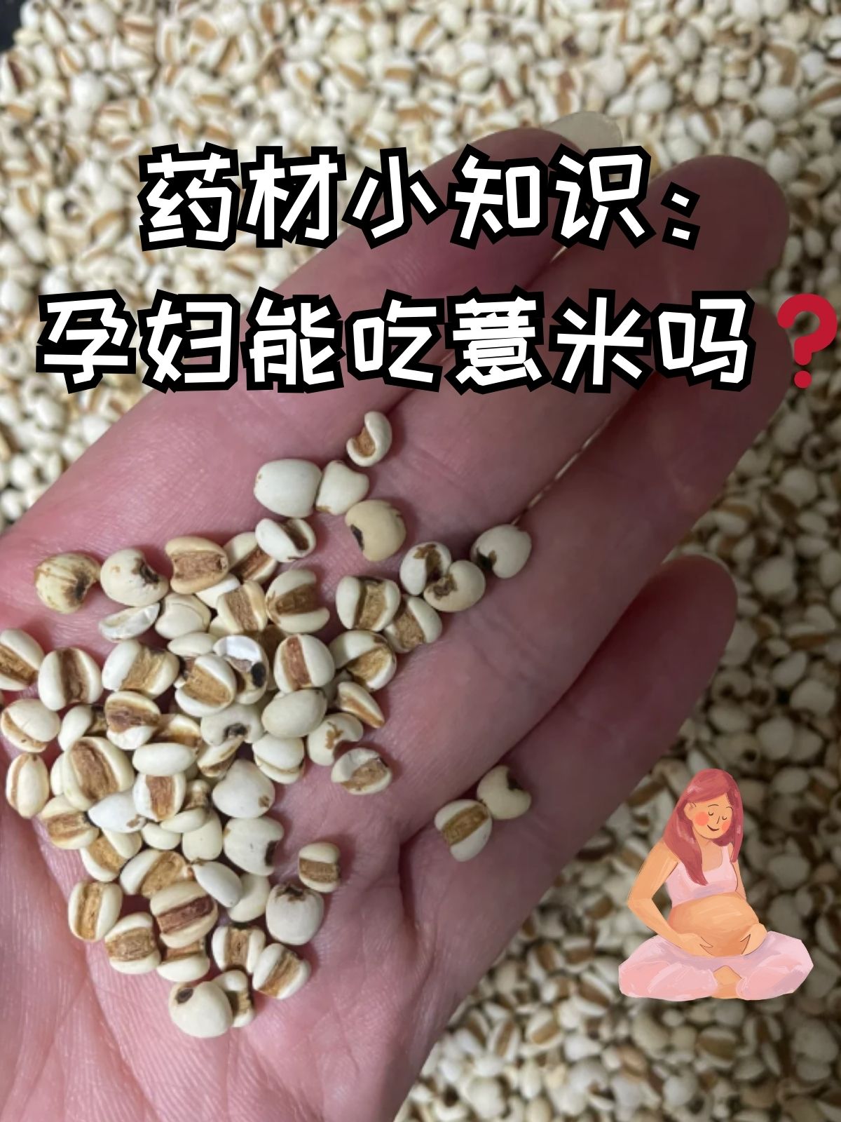 药材小知识:孕妇能吃薏米吗 在怀孕期间饮食的选择一直是大家关注的