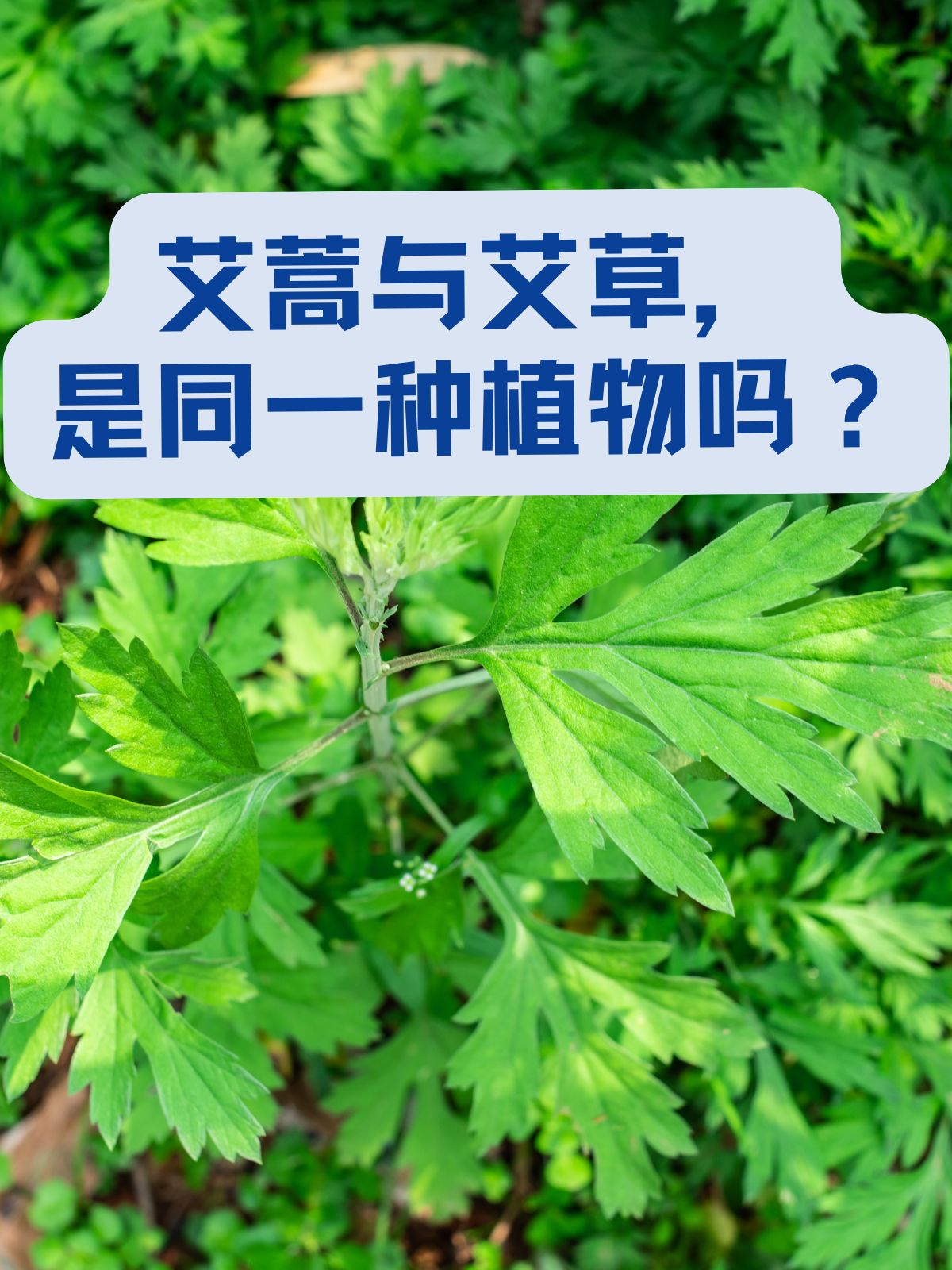 艾草壮阳图片