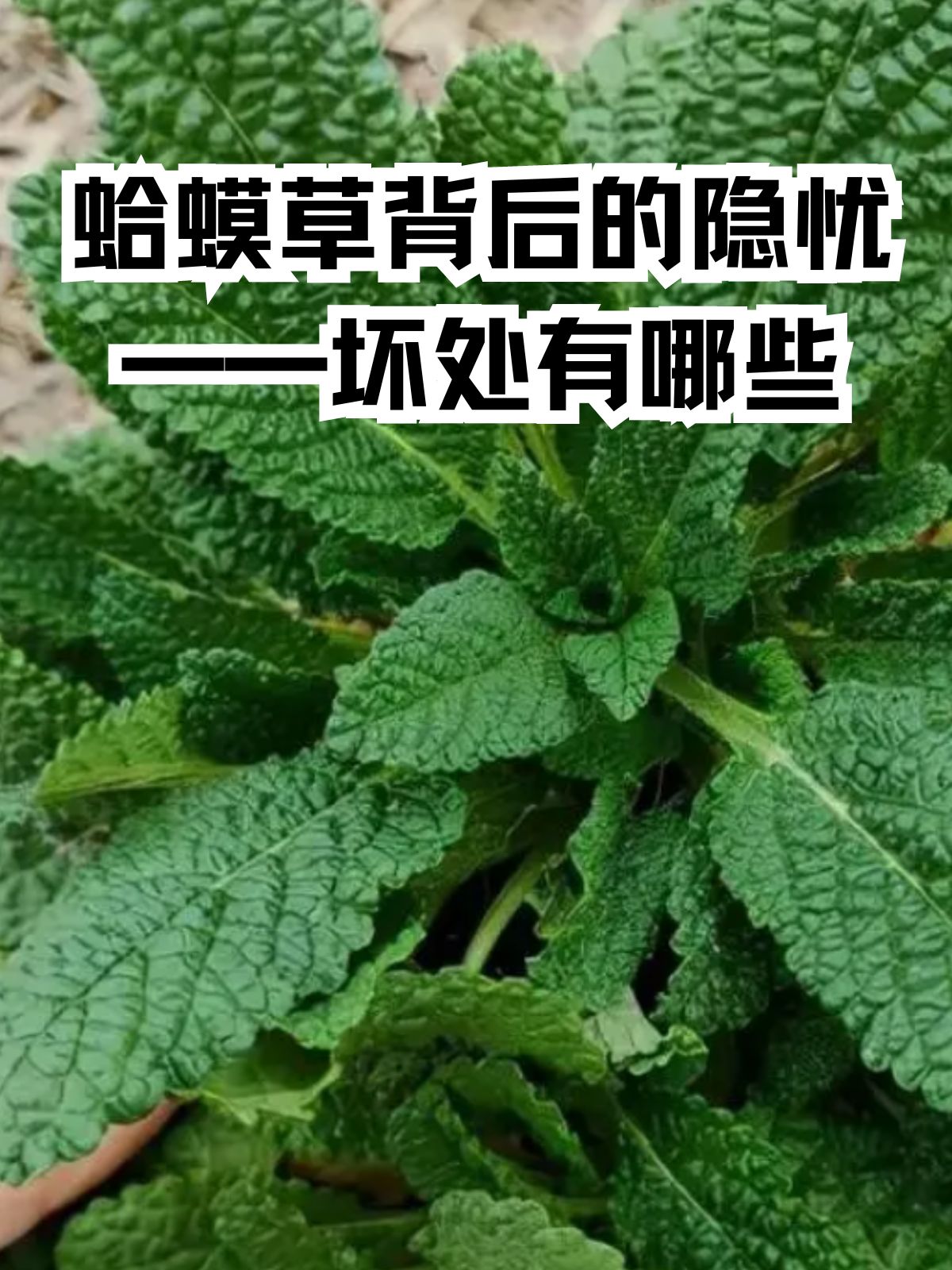 —坏处有哪些 蛤蟆草,又称荔枝草,性凉,味苦辛