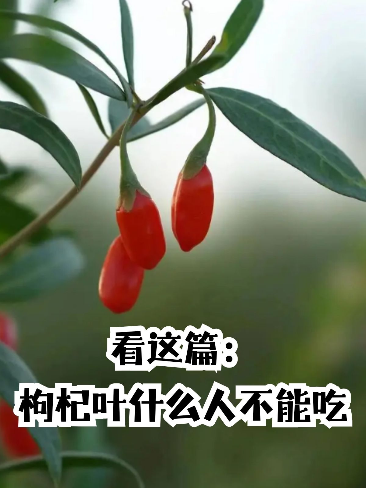 枸杞花 药用价值图片