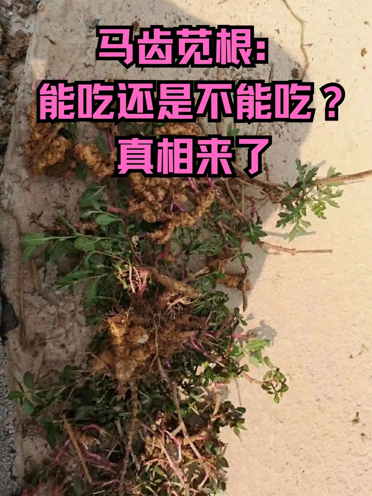 真相来了 在丰富多彩的食材世界里马齿苋根一直是备受争议的存在