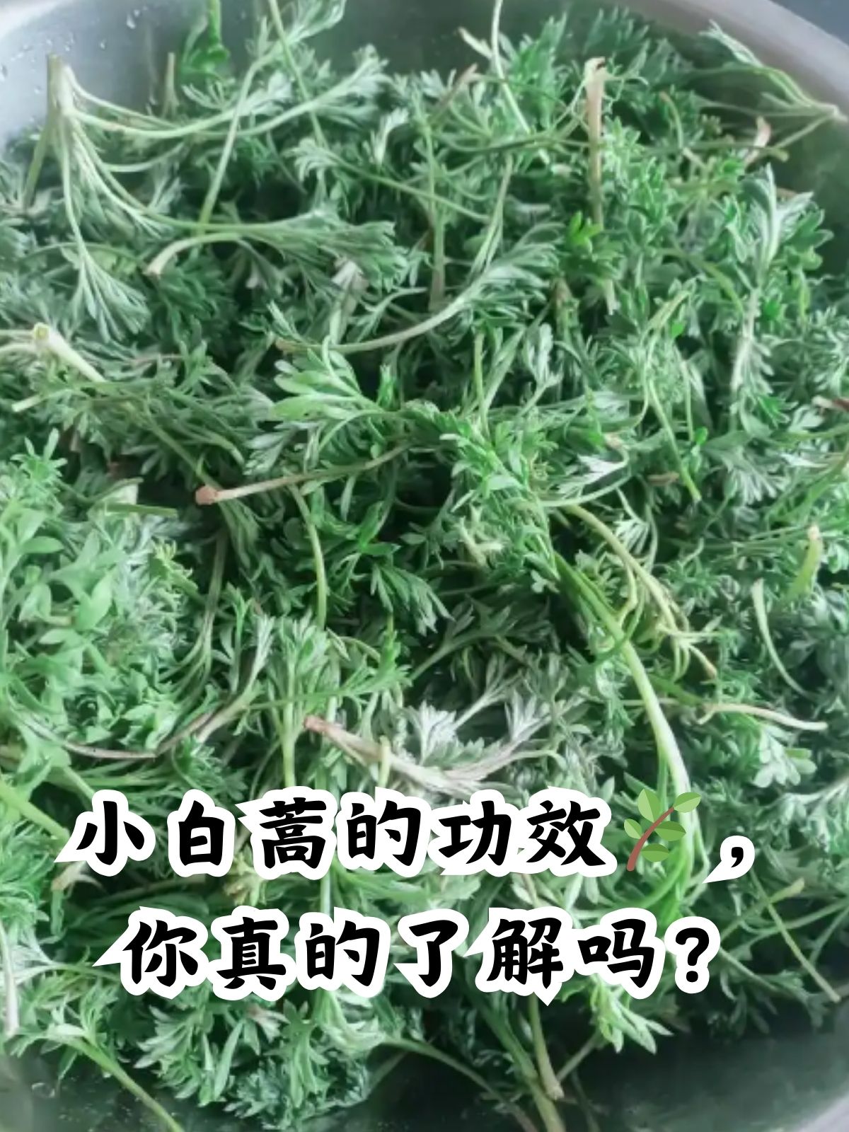 能看到一种不起眼的植物——小白蒿,可别小瞧它呀,它的药用价值不错