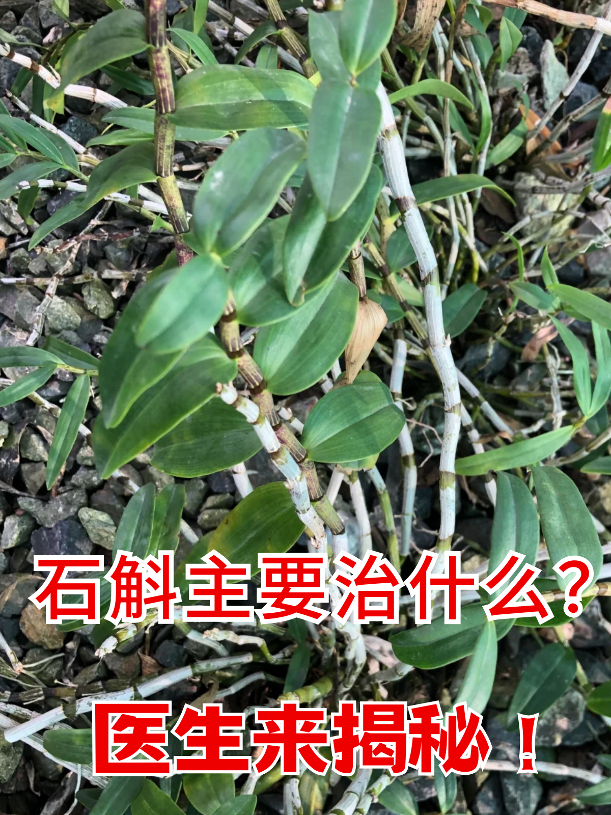 医生来揭秘! 石斛是一种兰科植物,其茎部被用作药材