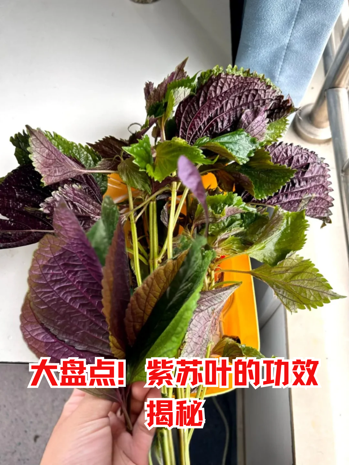 紫苏叶是药食同源的经典中药材,为唇形科植物紫苏的干燥叶,其性温