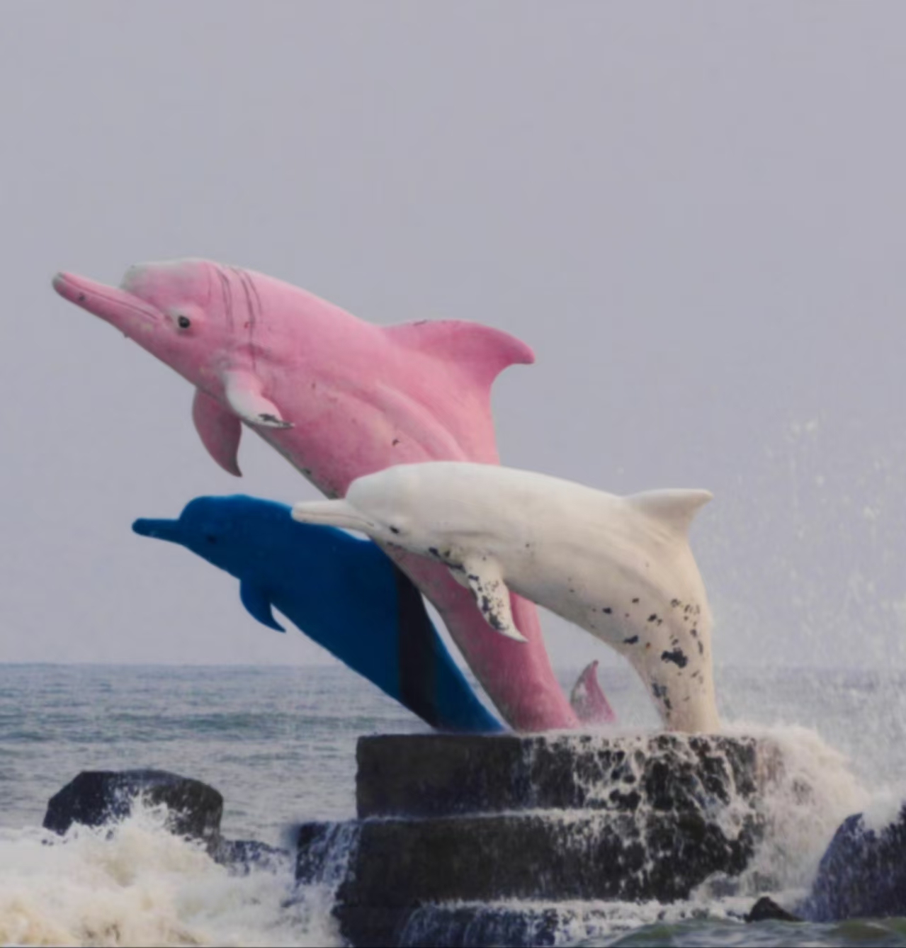 → 看白海豚蹦迪