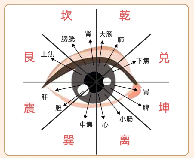 眼前节位置图图片