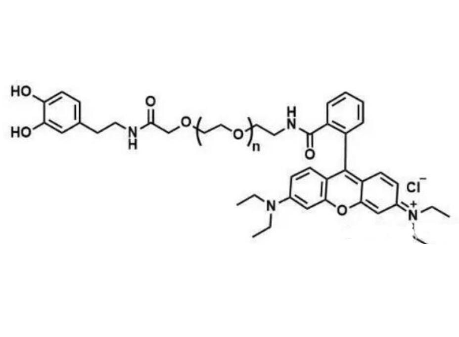 乙酰多巴胺分子示意图罗丹明b的分子结构