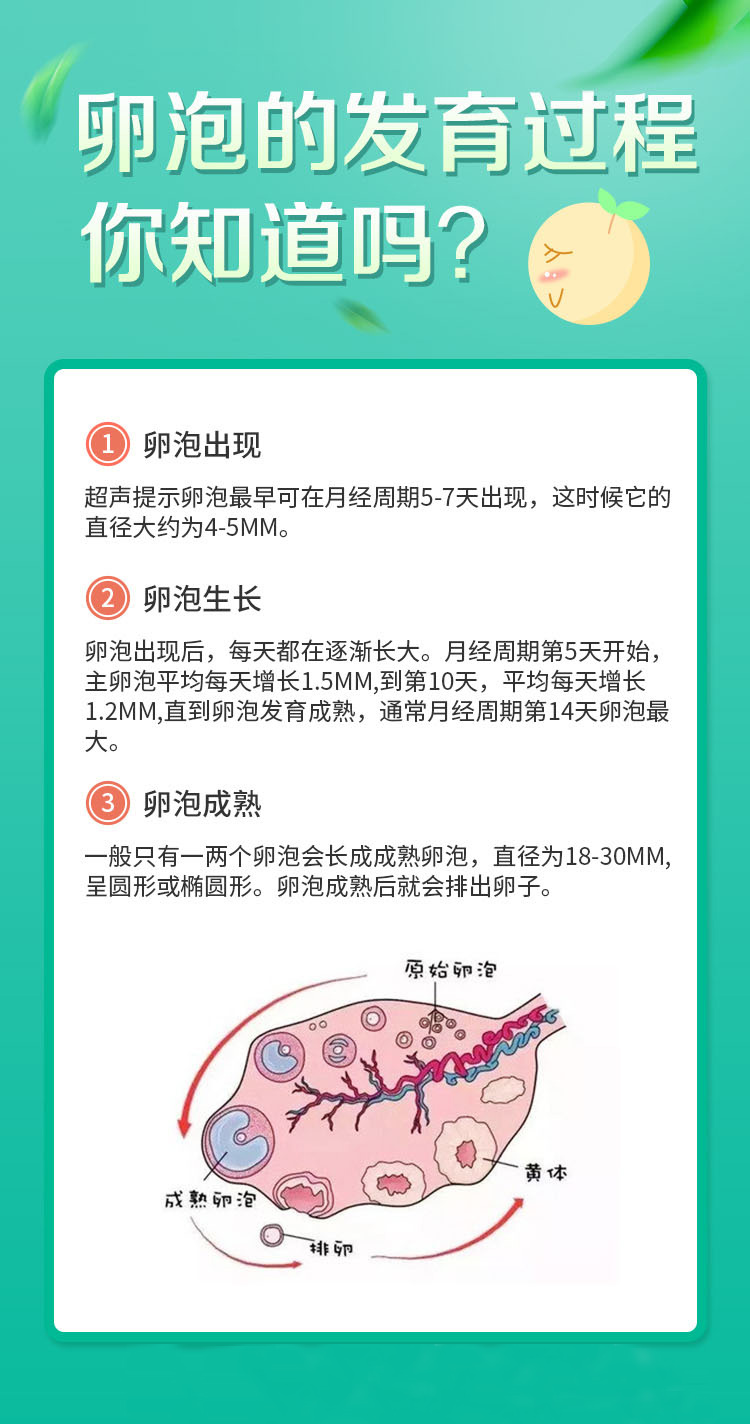 正常的卵泡是多少_正常的卵泡是多少毫米?