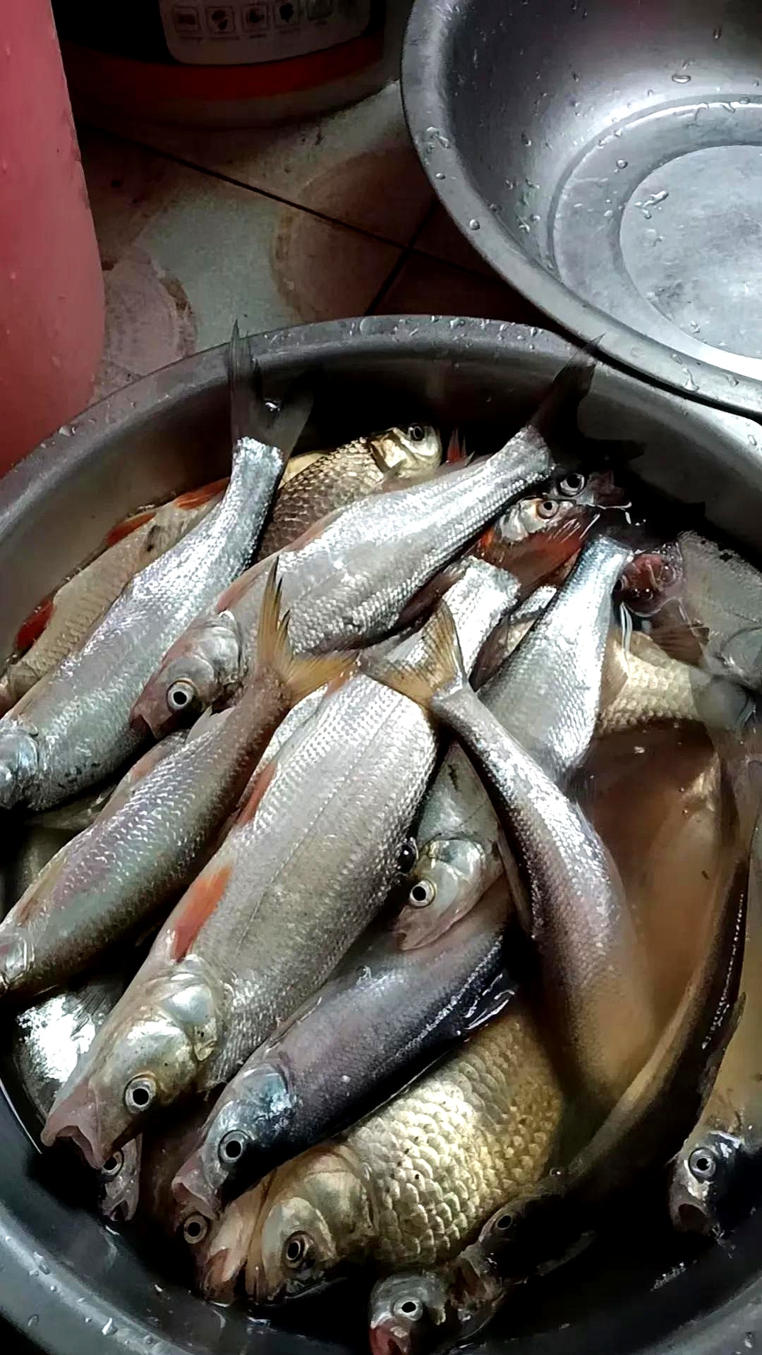 感觉鱼口很生猛,钩饵下去就有口,速度快,又有力,双尾连竿好几次