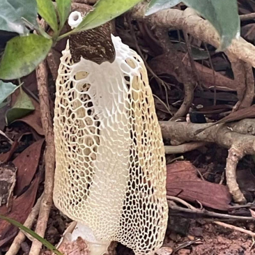 东北野生大菌子,是不是没骗你们吧!