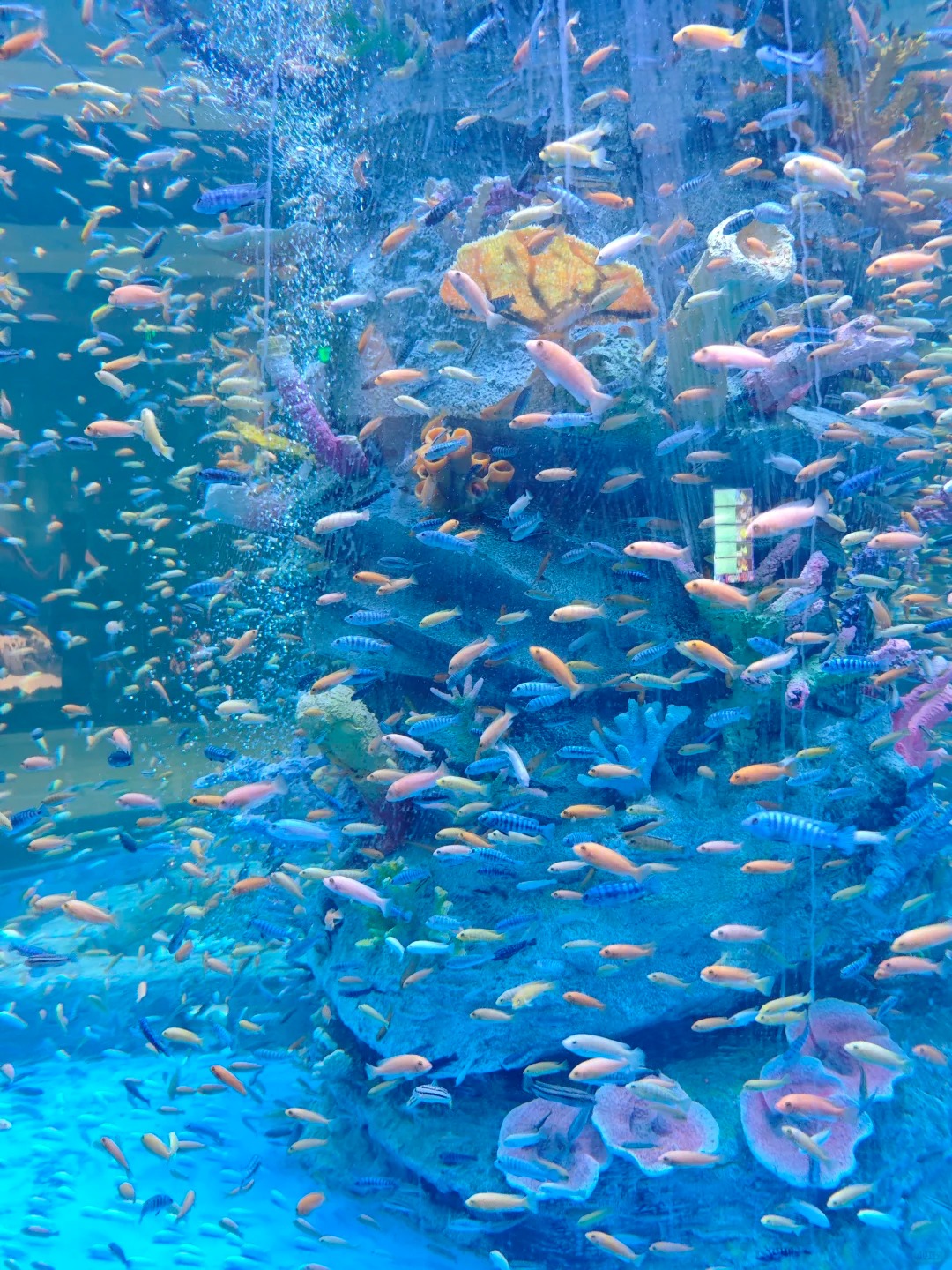 达拉斯水族馆,一场梦幻水下之旅 家人们,我最近去了达拉斯水族馆,那体
