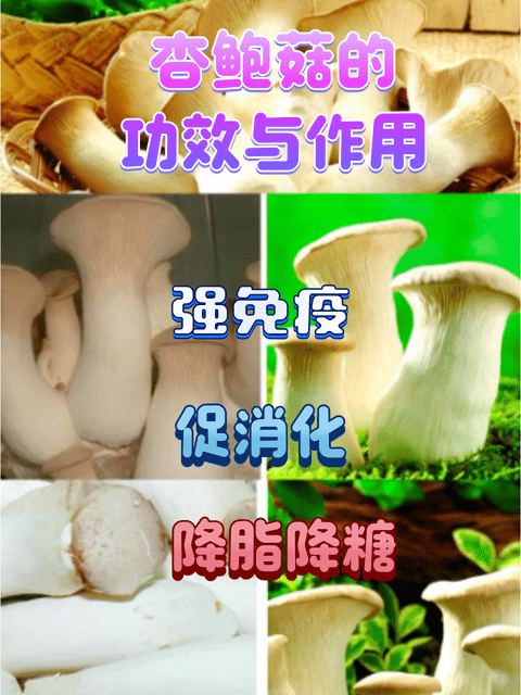 杏鲍菇的功效与作用图片