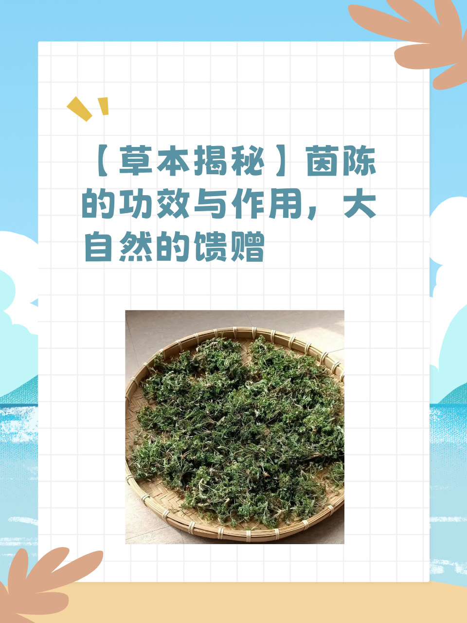 为什么医生不建议喝茵陈