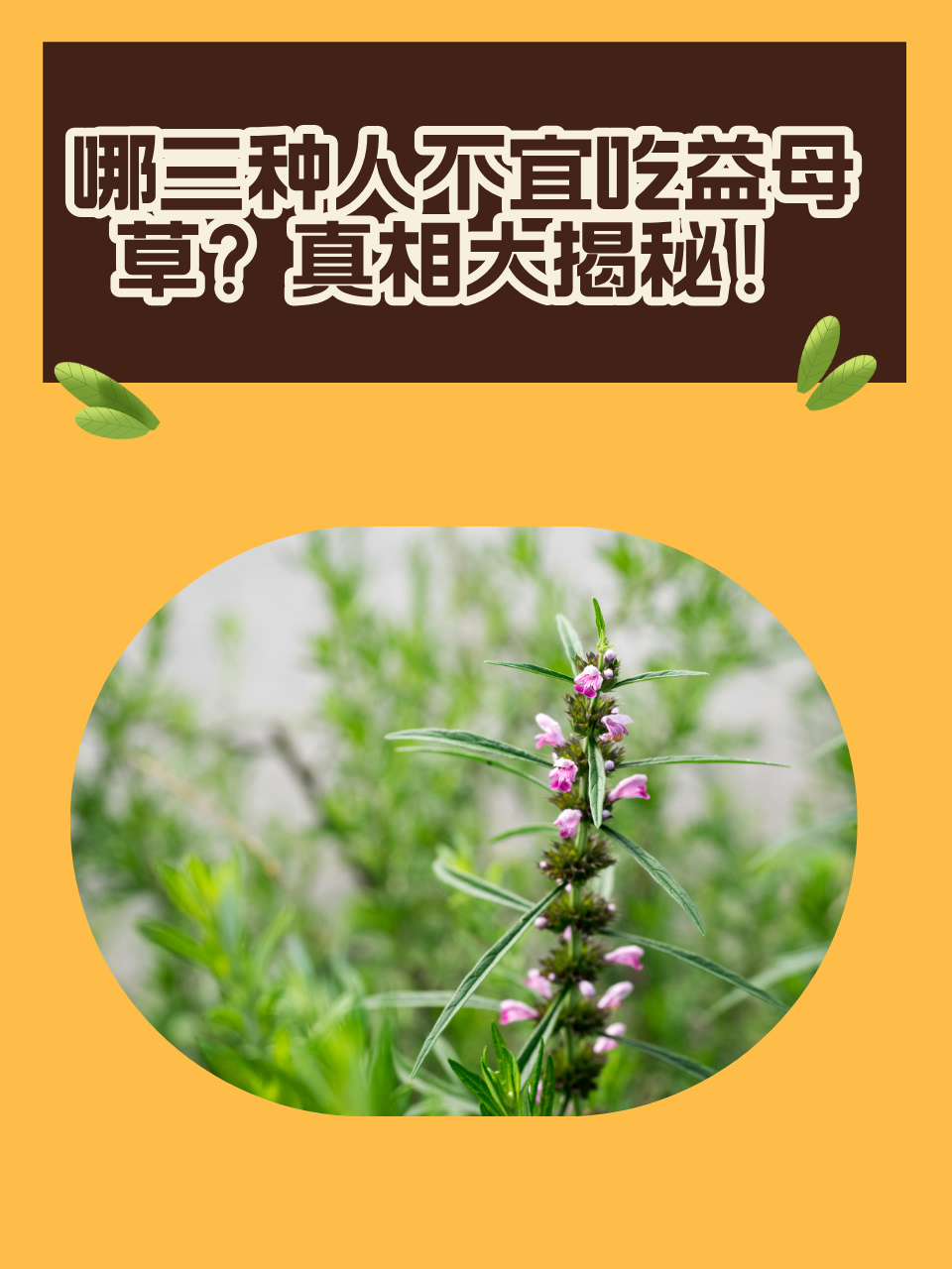 食用益母草和冲凉用益母草区别益母草有哪几种图片老人能喝益母草吗